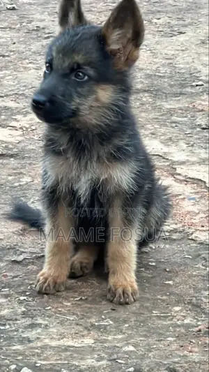 0-1 month Male Purebred German Shepherd