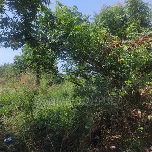 A Plot of Land