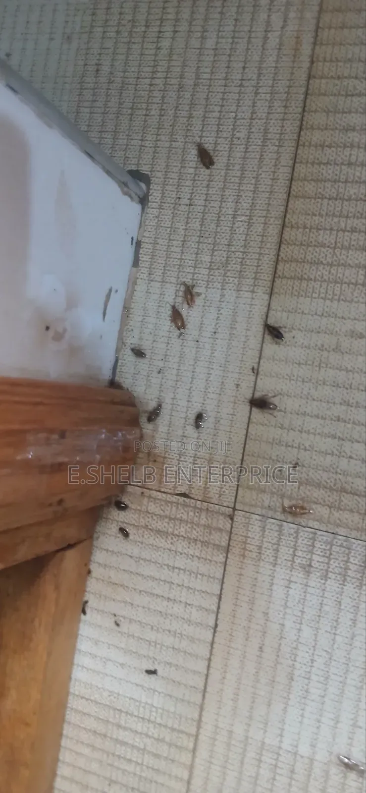 Fumigation,cleaning and Disinfection