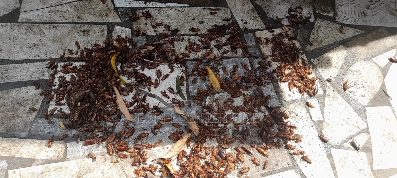 Fumigation,cleaning and Disinfection