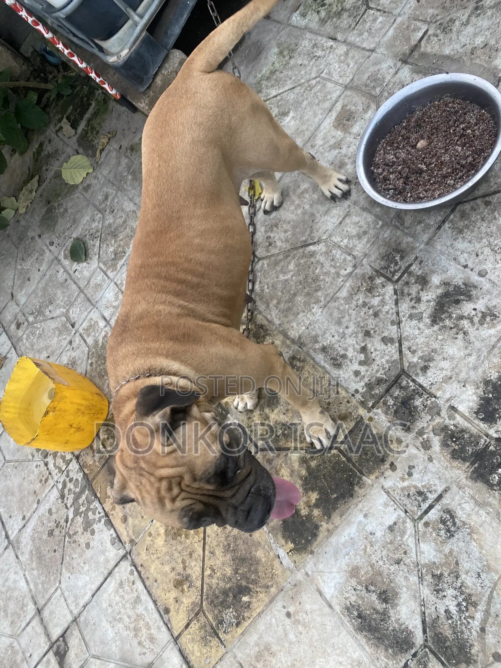 1+ year Female Purebred Bulldog