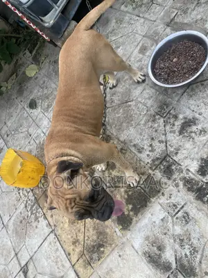 1+ year Female Purebred Bulldog