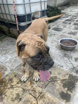 1+ year Female Purebred Bulldog