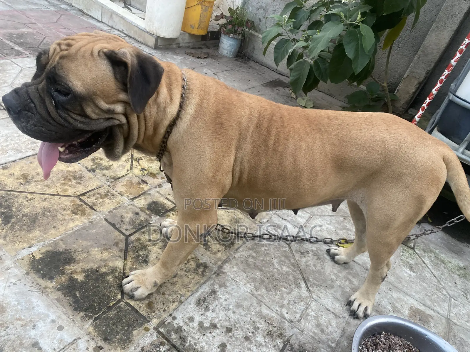 1+ year Female Purebred Bulldog