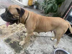 1+ year Female Purebred Bulldog