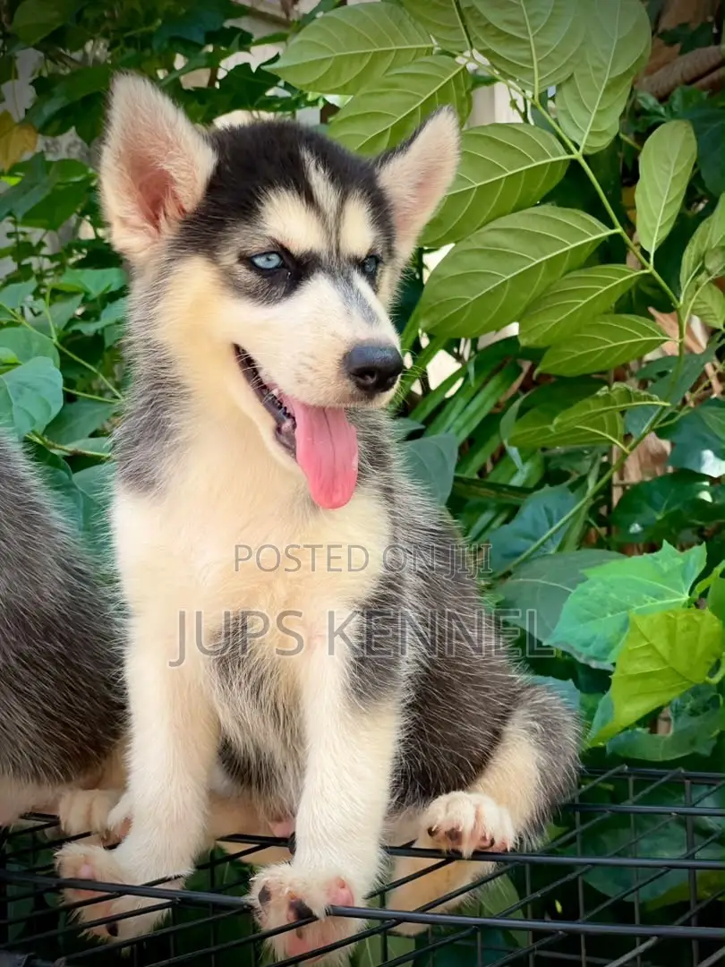 1-3 months Male Purebred Siberian Husky