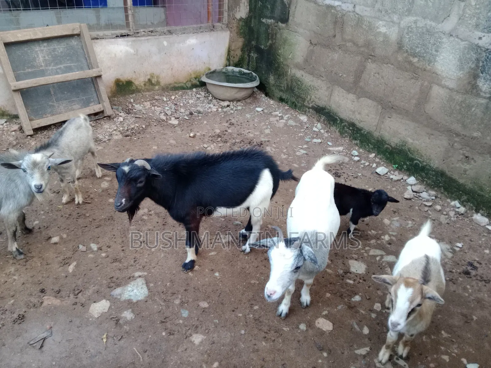 West African Dwarf Goats