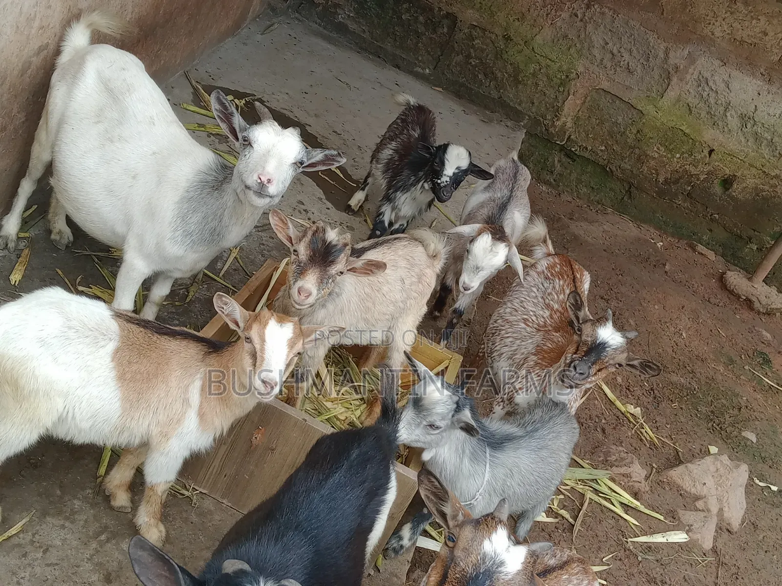 West African Dwarf Goats
