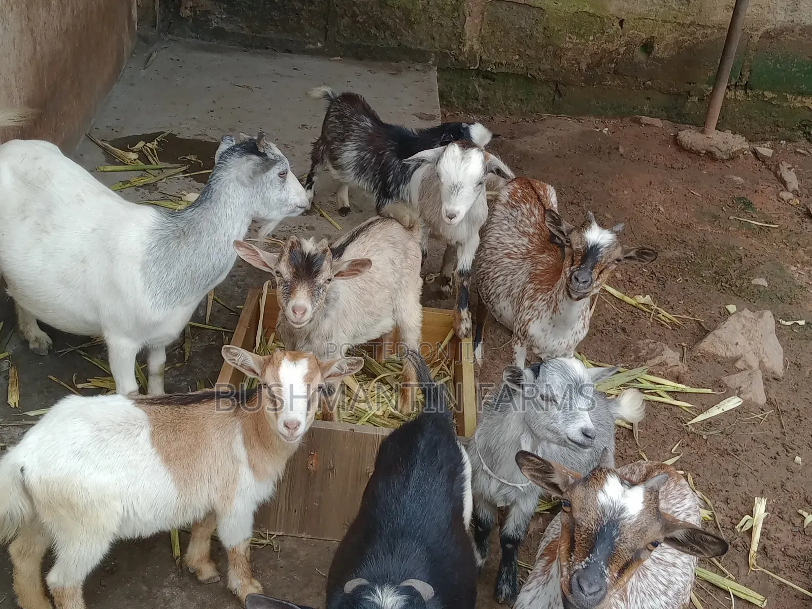 West African Dwarf Goats