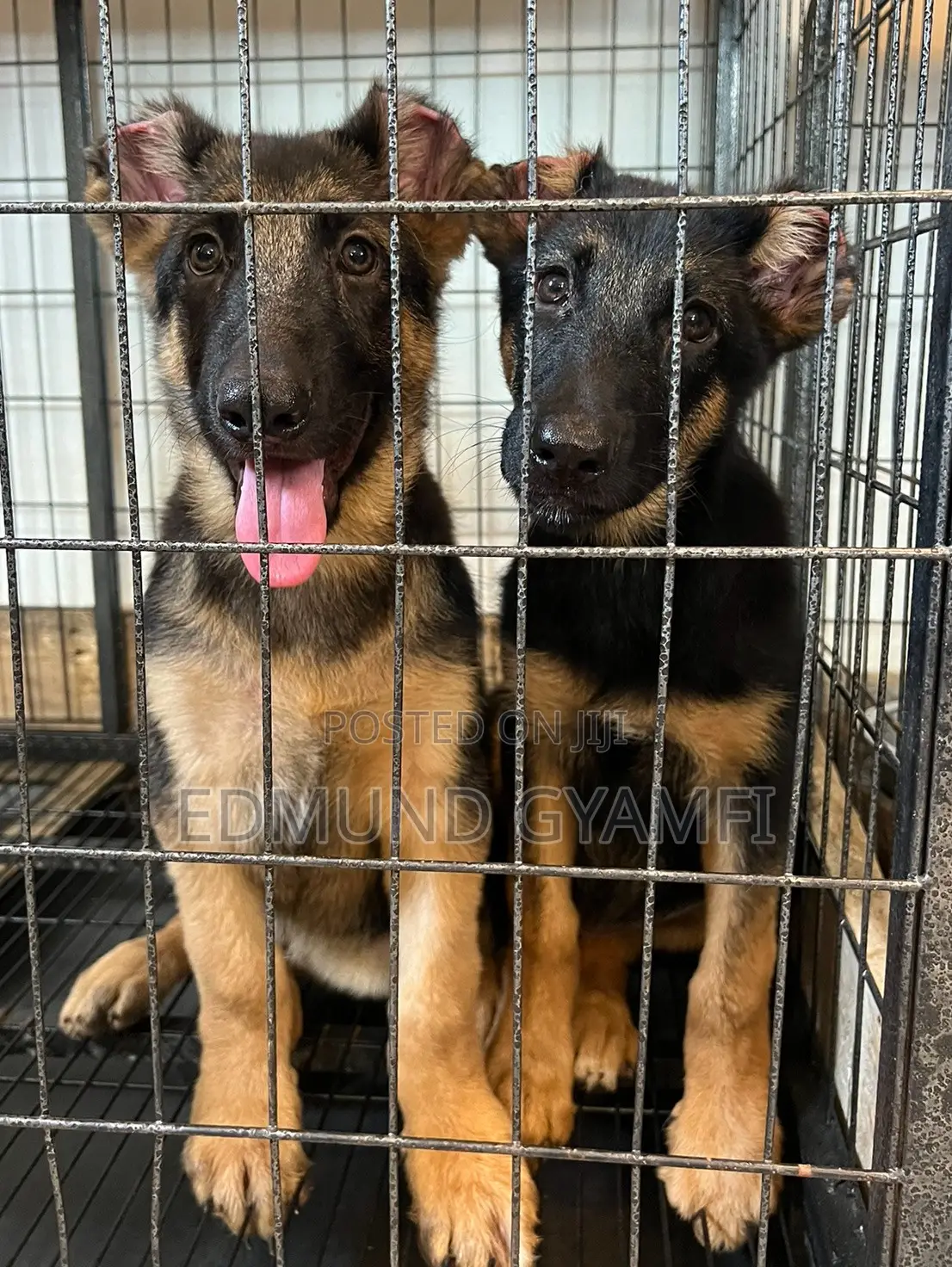1-3 months Male Purebred German Shepherd