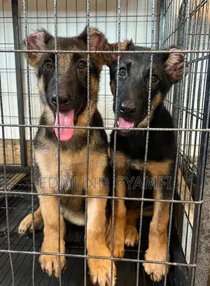 1-3 months Male Purebred German Shepherd