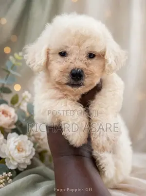 1-3 months Male Purebred Poodle