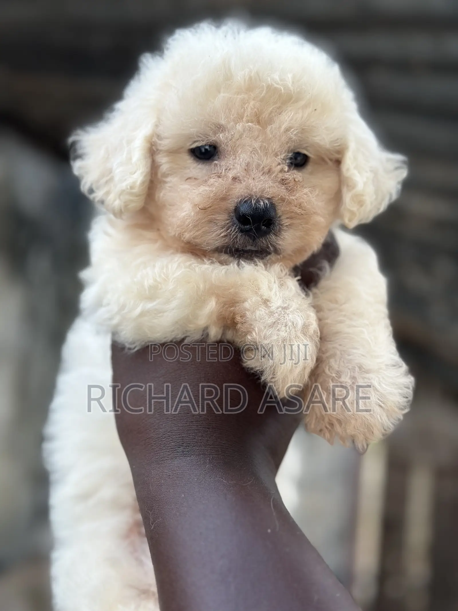 1-3 months Male Purebred Poodle