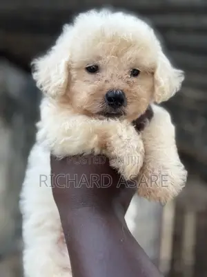 1-3 months Male Purebred Poodle