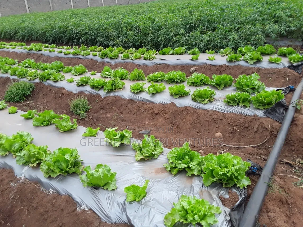 Plastic Mulch/Mulch Rubber