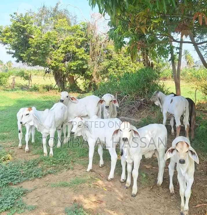 Young Gudali Cow's