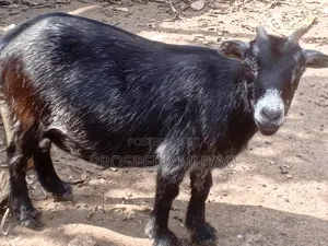 Farm Animal