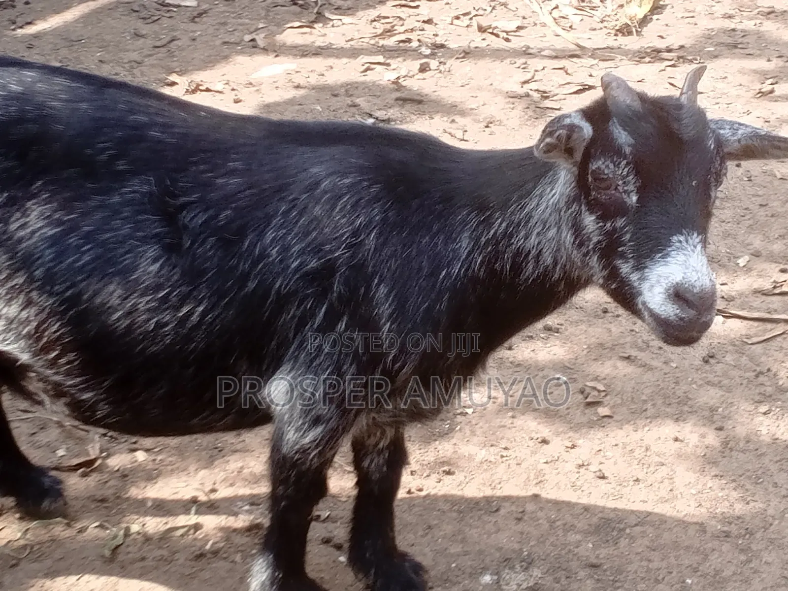 Farm Animal