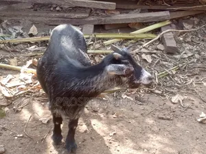 Farm Animal