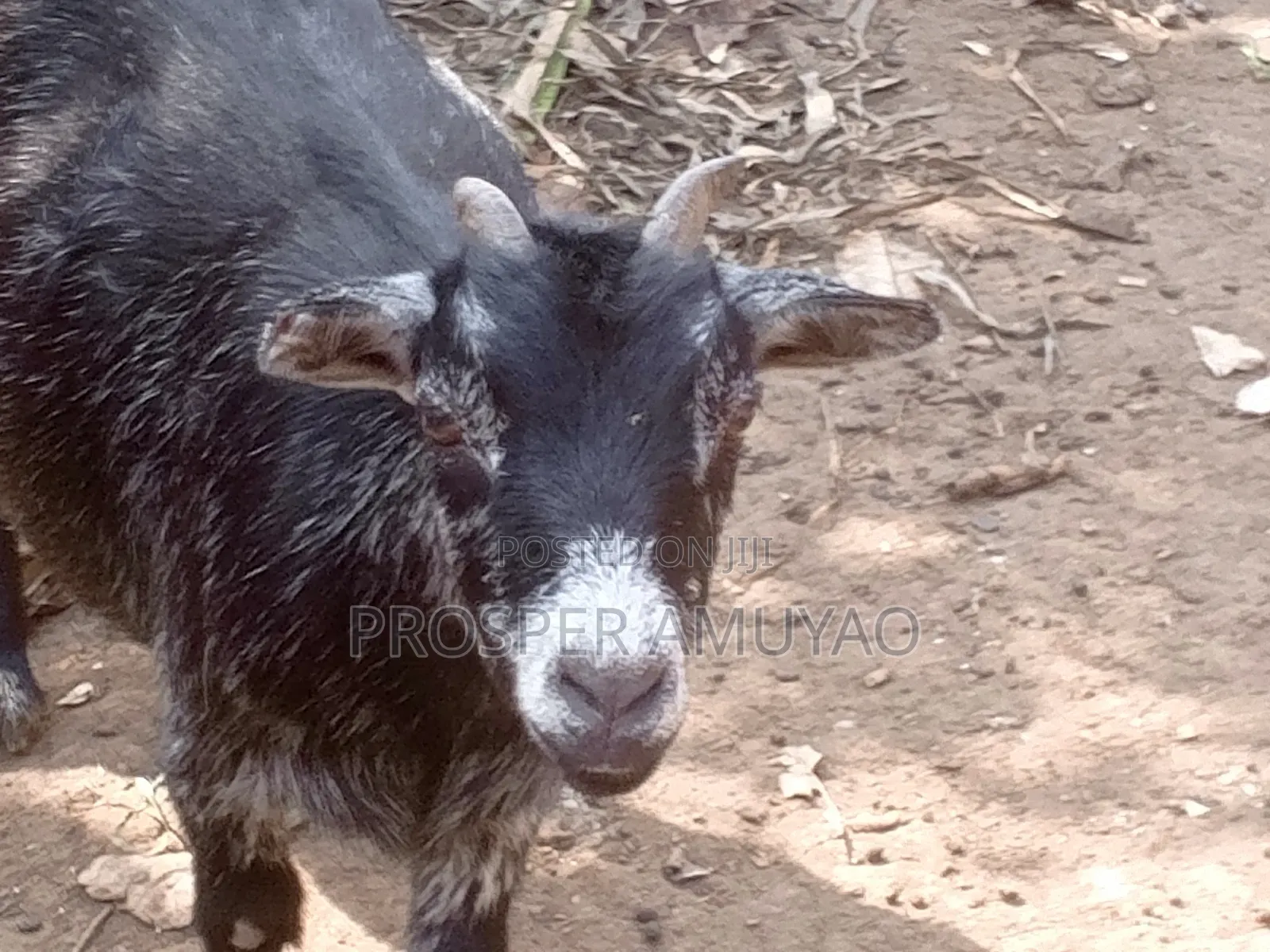 Farm Animal