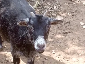 Farm Animal