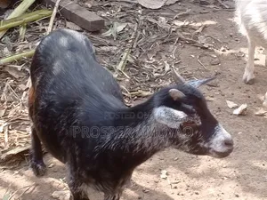 Farm Animal