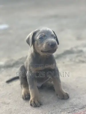 1-3 months Male Purebred Doberman Pinscher