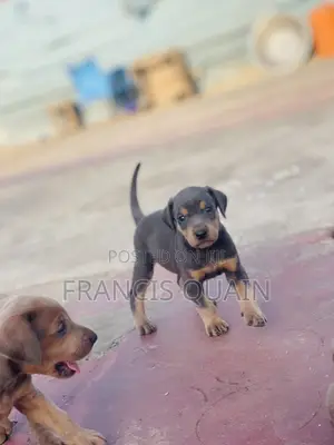 1-3 months Male Purebred Doberman Pinscher