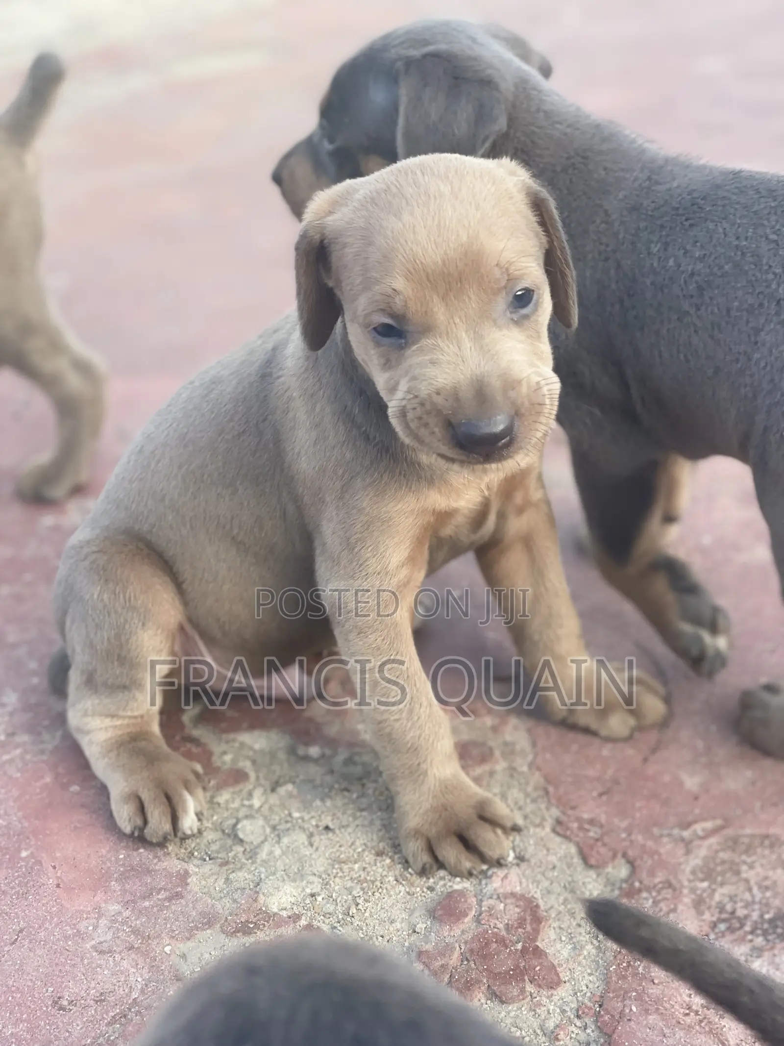 1-3 months Male Purebred Doberman Pinscher