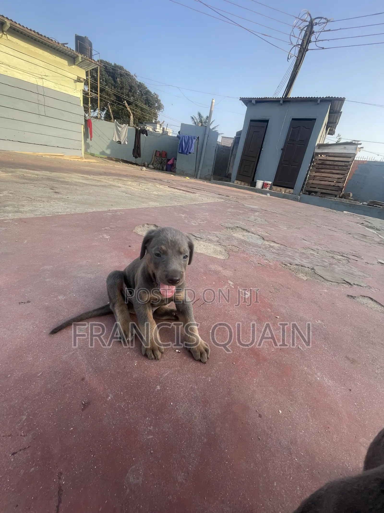 1-3 months Male Purebred Doberman Pinscher