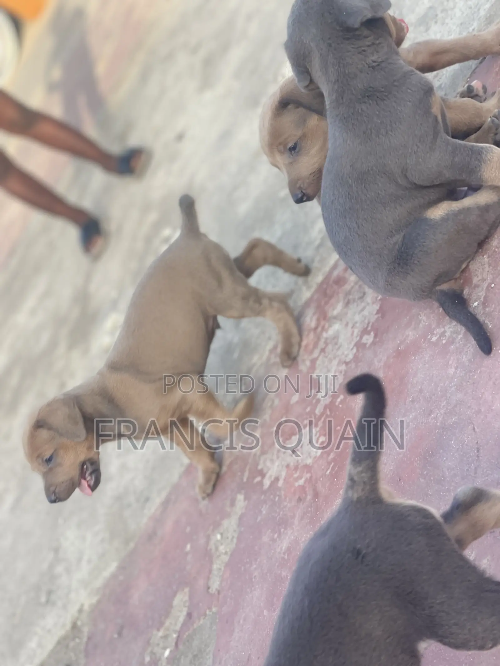 1-3 months Male Purebred Doberman Pinscher