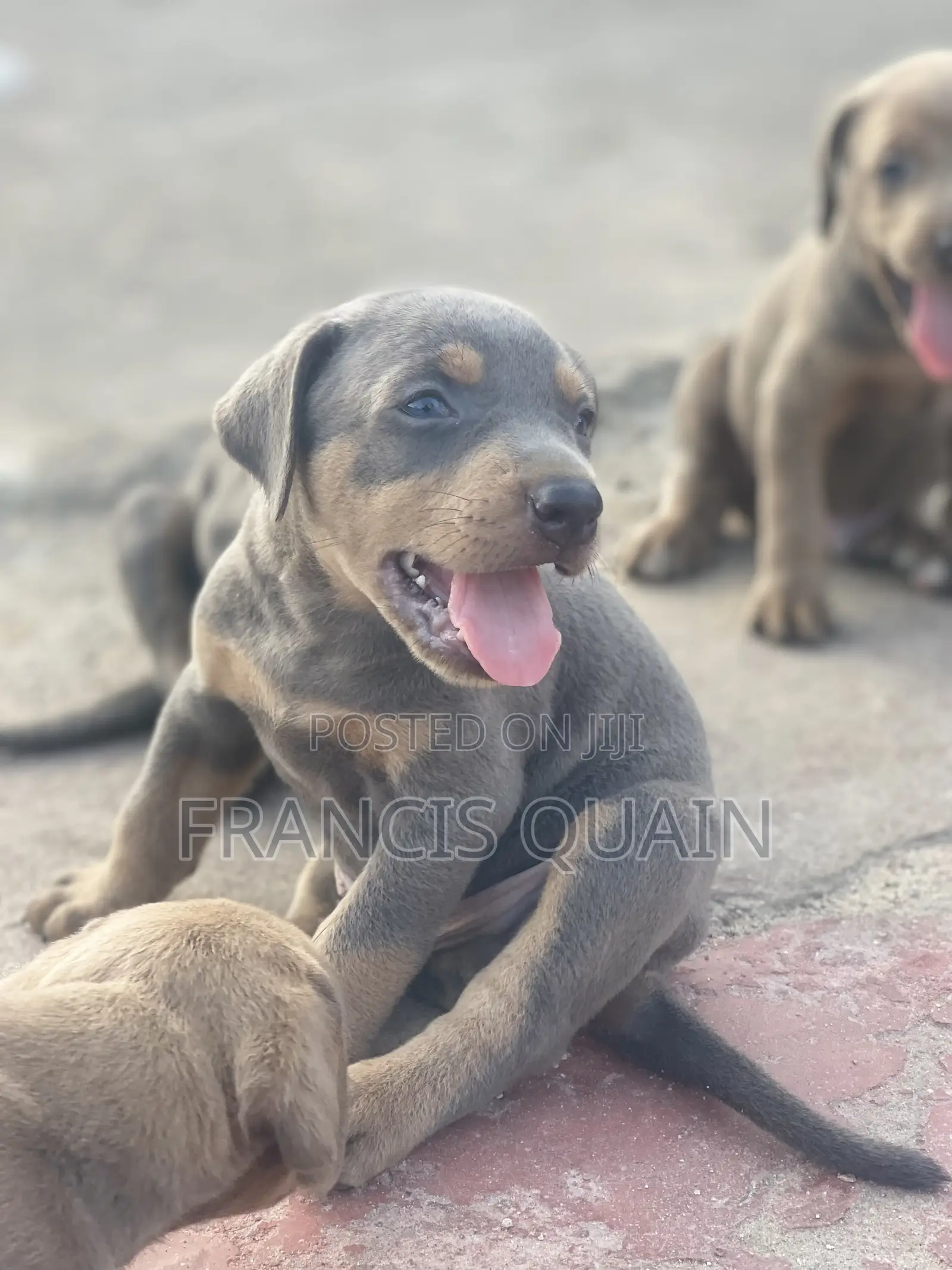 1-3 months Male Purebred Doberman Pinscher
