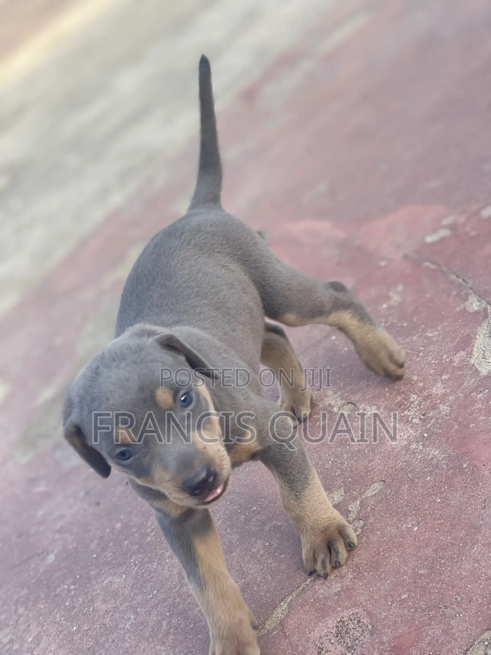 1-3 months Male Purebred Doberman Pinscher