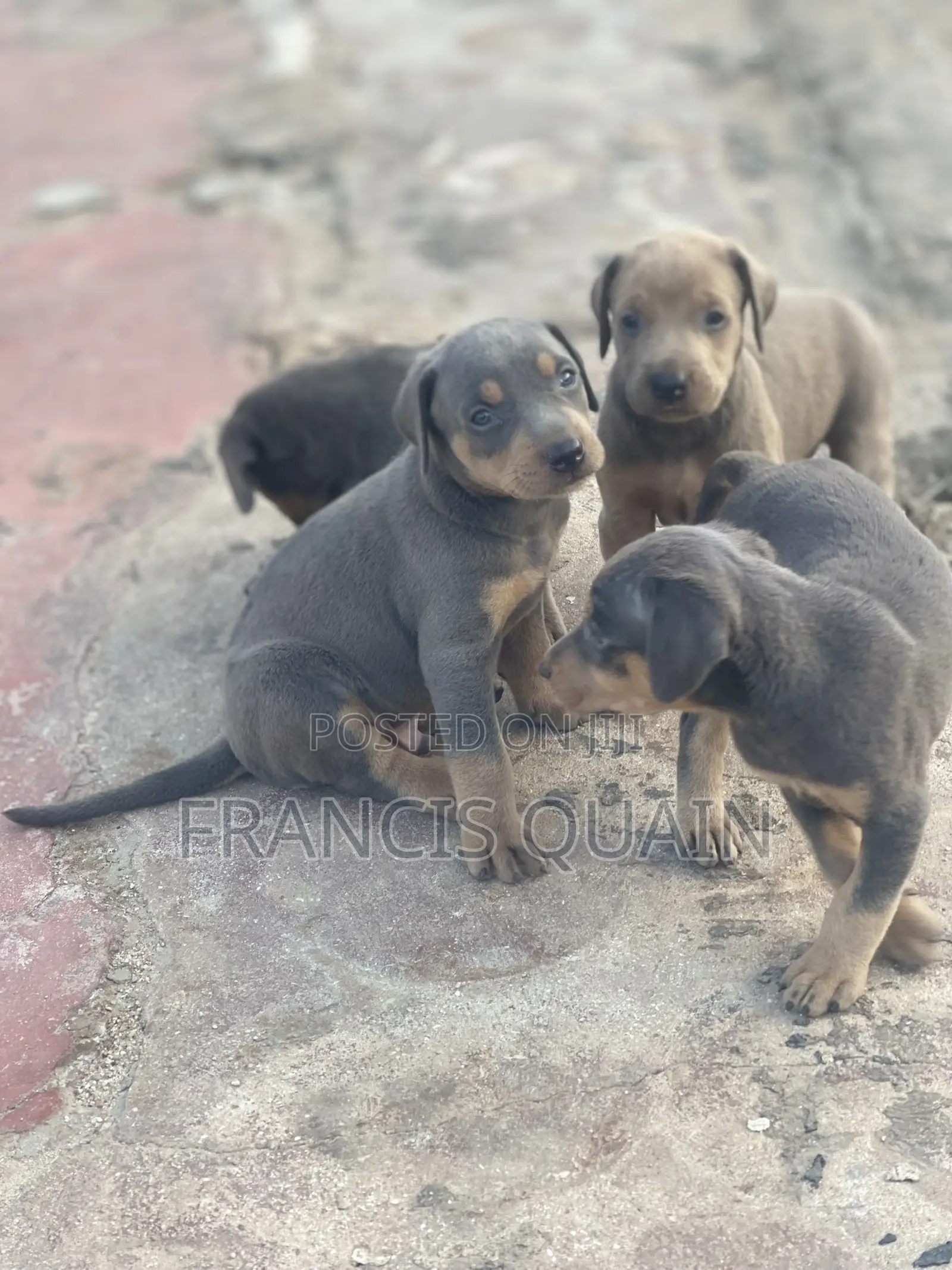 1-3 months Male Purebred Doberman Pinscher