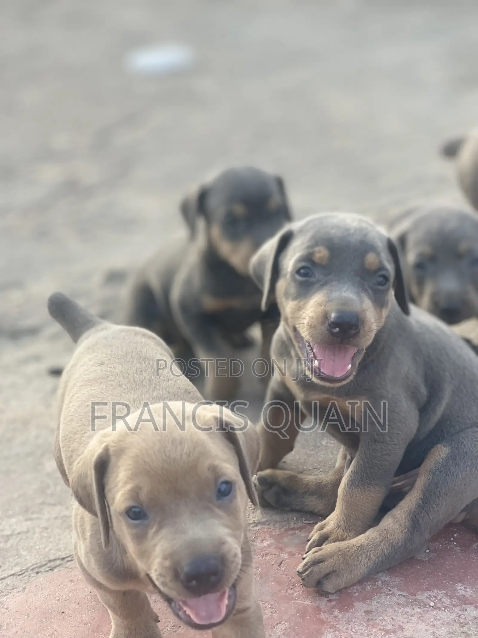 1-3 months Male Purebred Doberman Pinscher