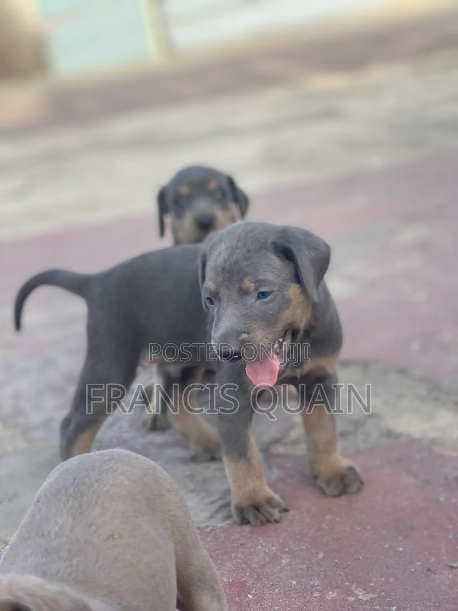 1-3 months Male Purebred Doberman Pinscher