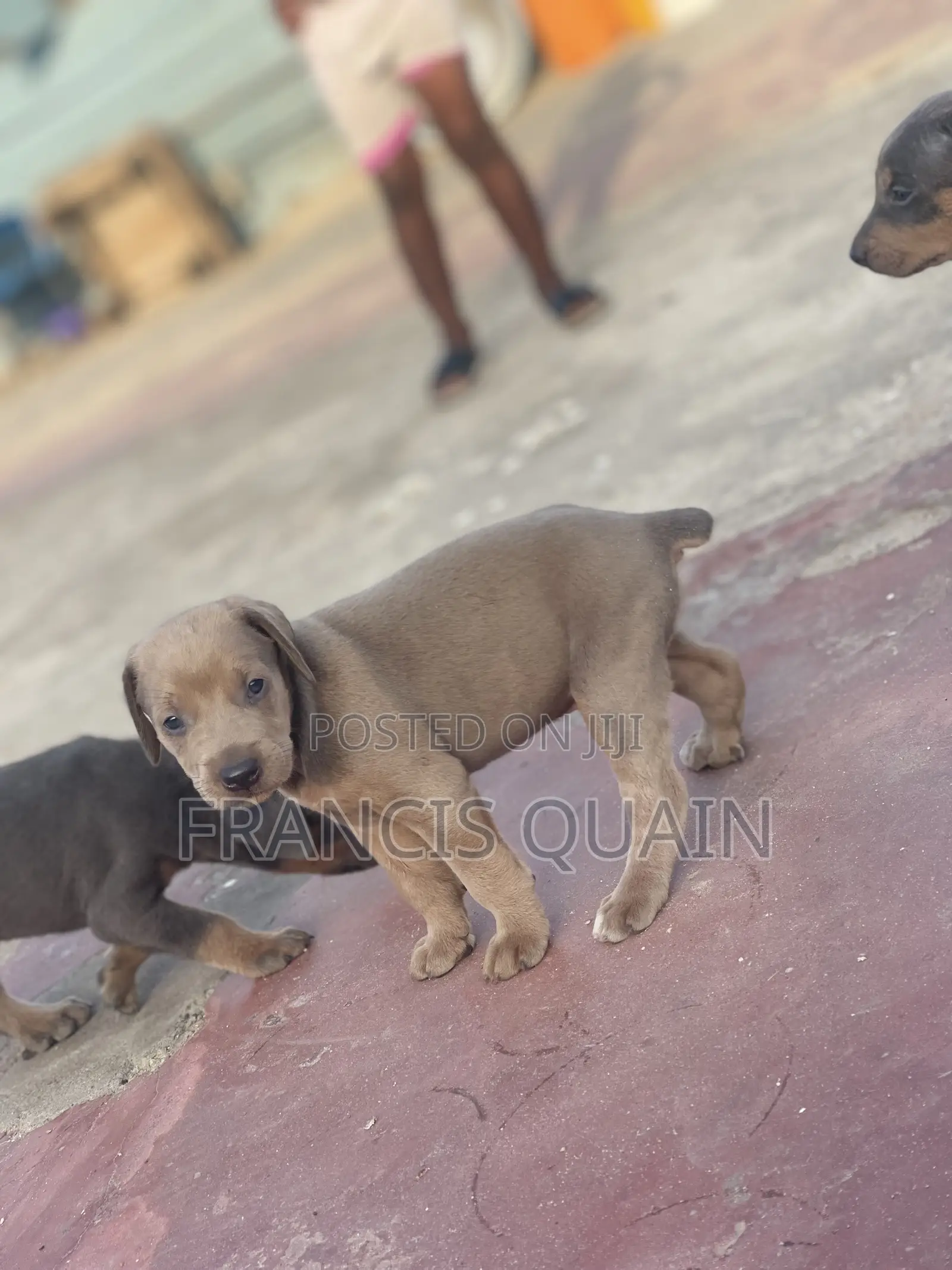 1-3 months Male Purebred Doberman Pinscher