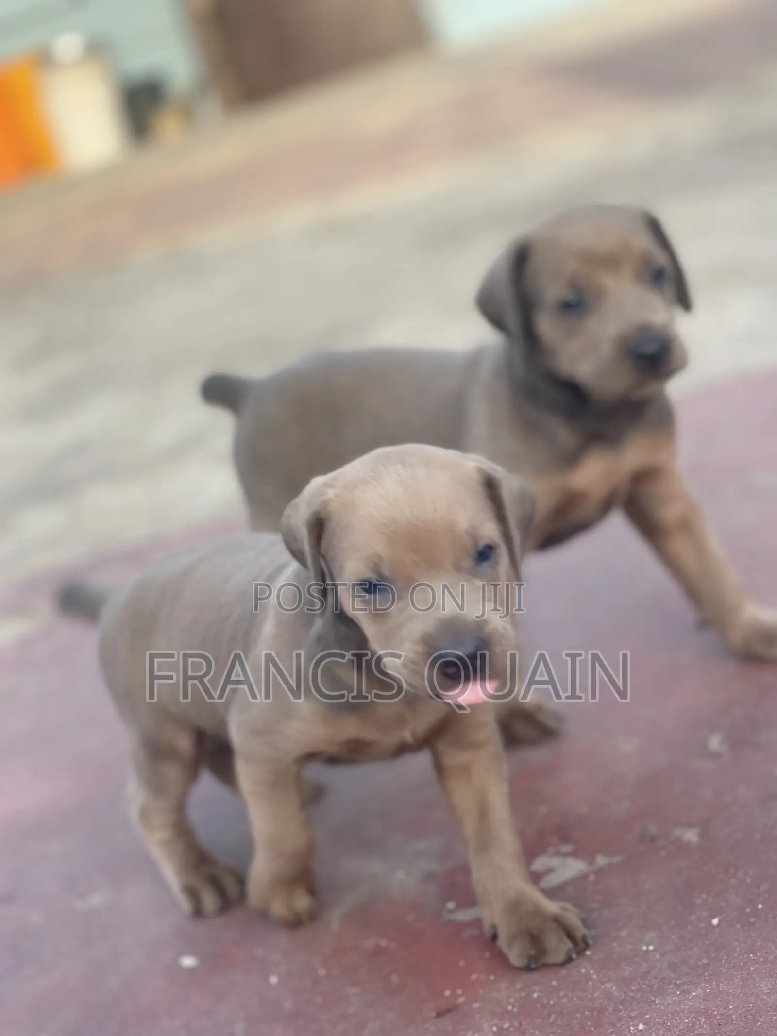 1-3 months Male Purebred Doberman Pinscher
