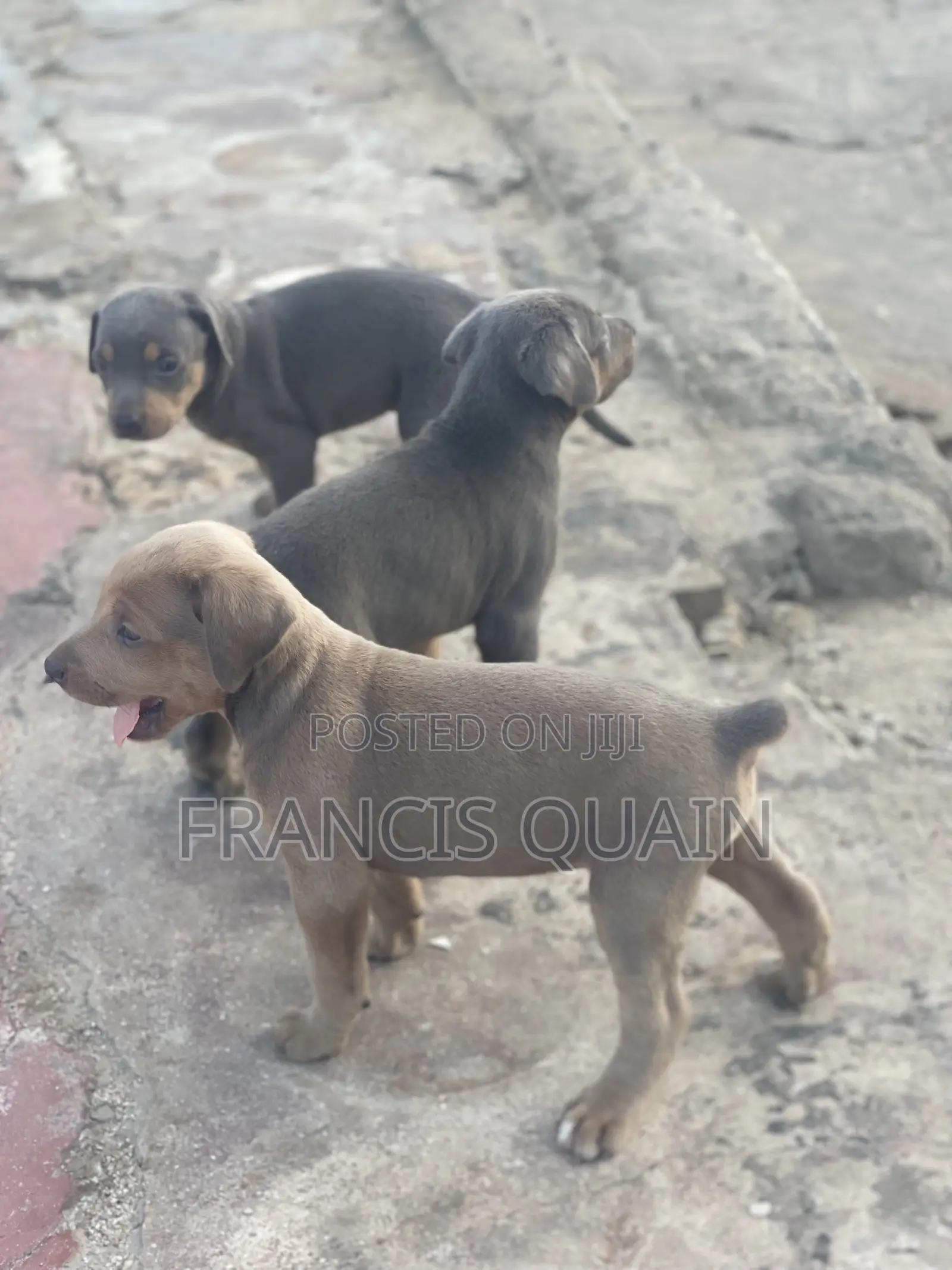 1-3 months Male Purebred Doberman Pinscher