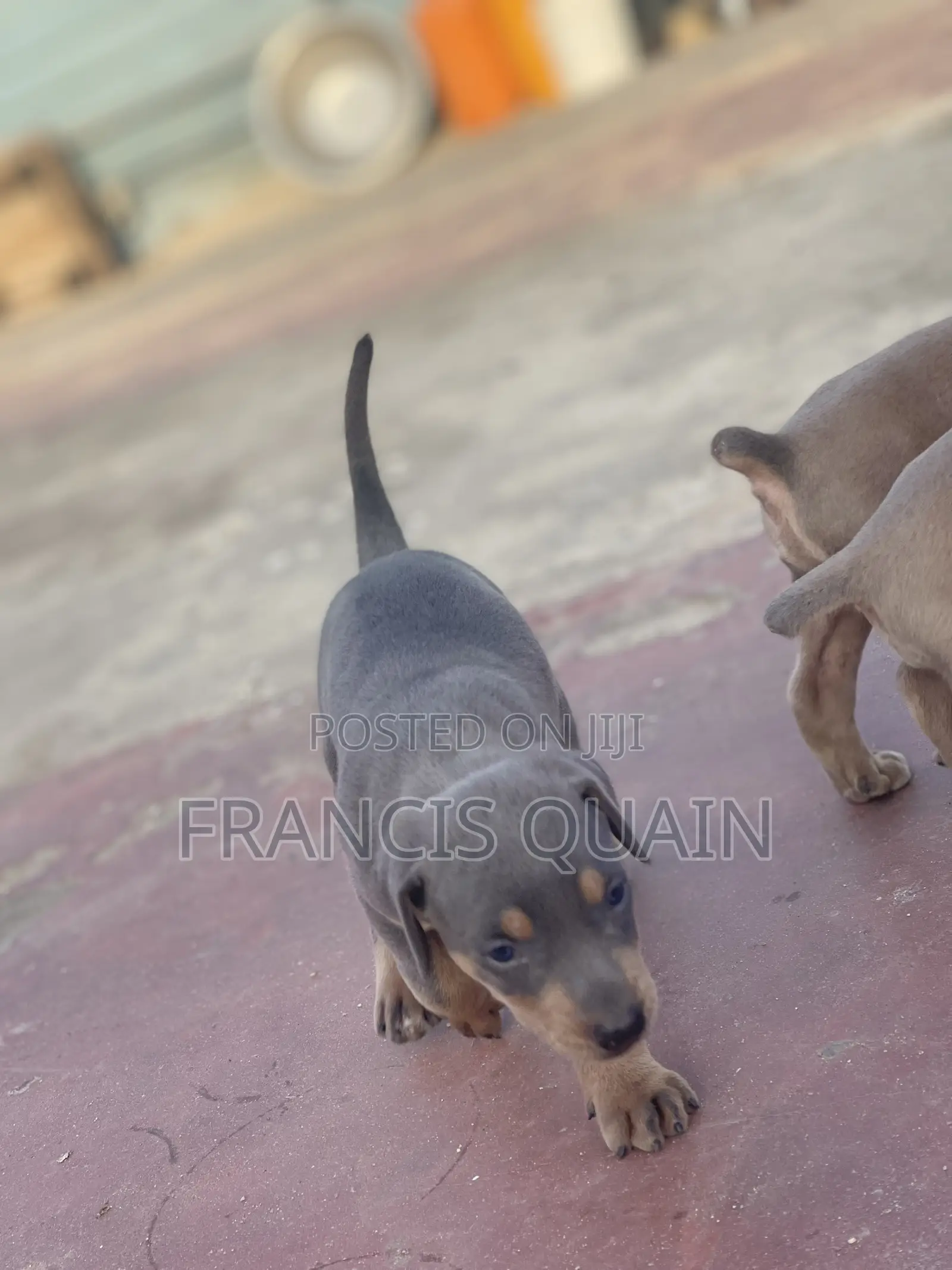 1-3 months Male Purebred Doberman Pinscher