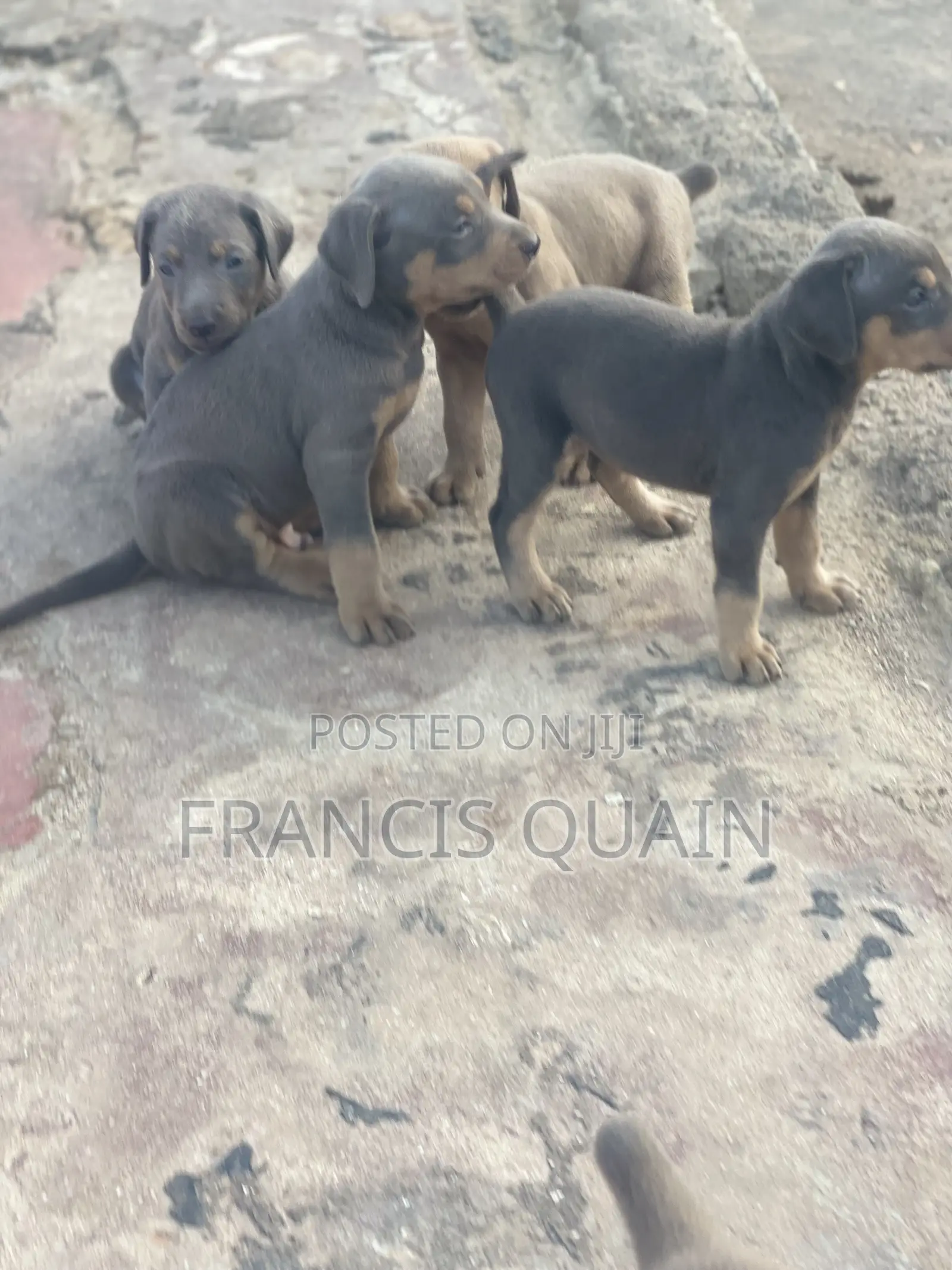 1-3 months Male Purebred Doberman Pinscher
