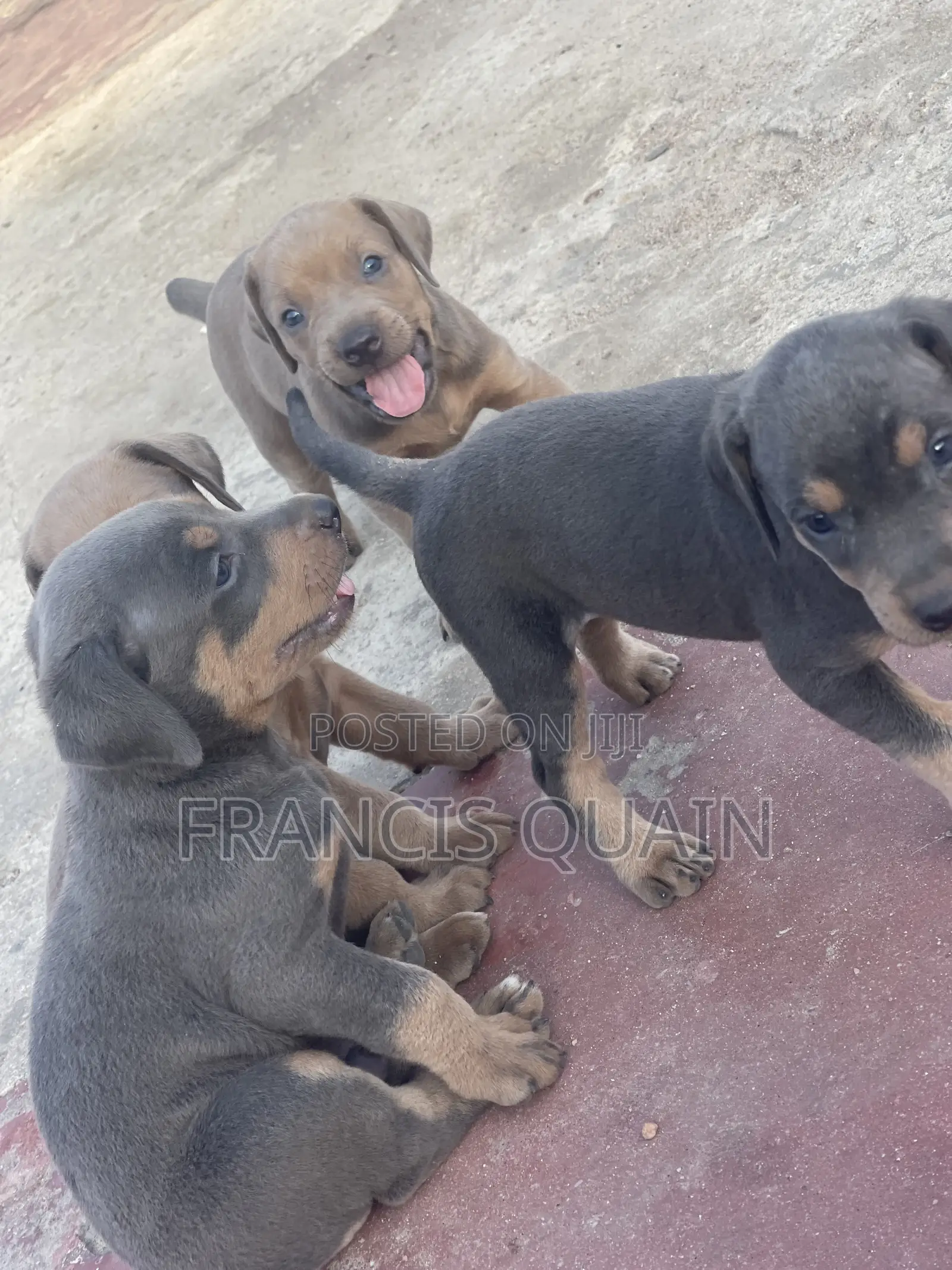 1-3 months Male Purebred Doberman Pinscher