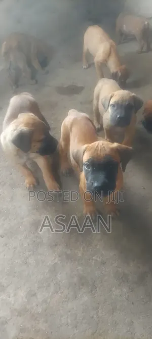 1-3 months Male Purebred Bullmastiff