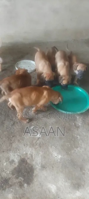 1-3 months Male Purebred Bullmastiff