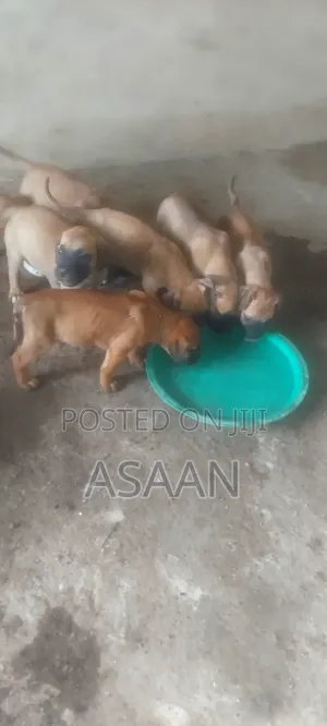 1-3 months Male Purebred Bullmastiff