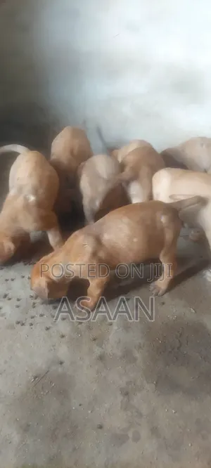 1-3 months Male Purebred Bullmastiff