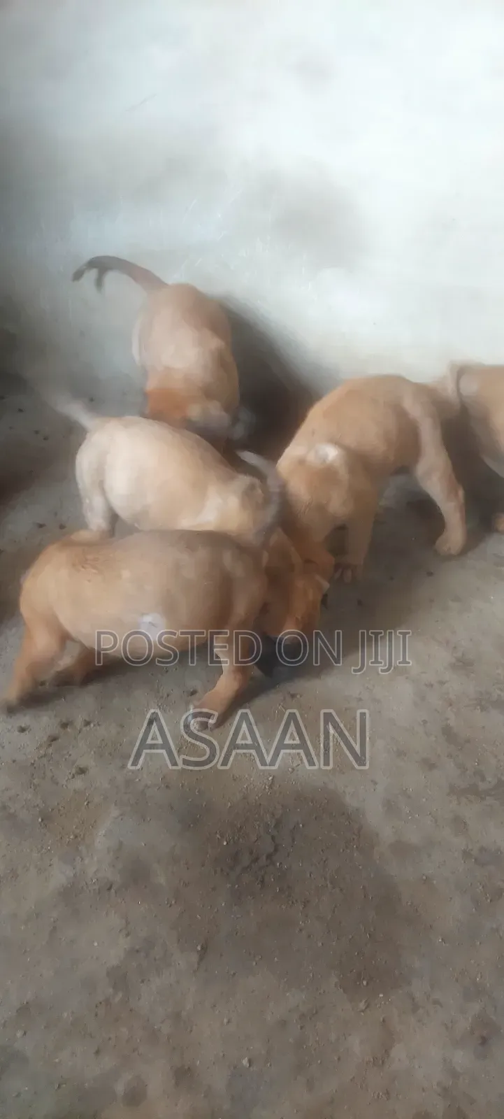 1-3 months Male Purebred Bullmastiff