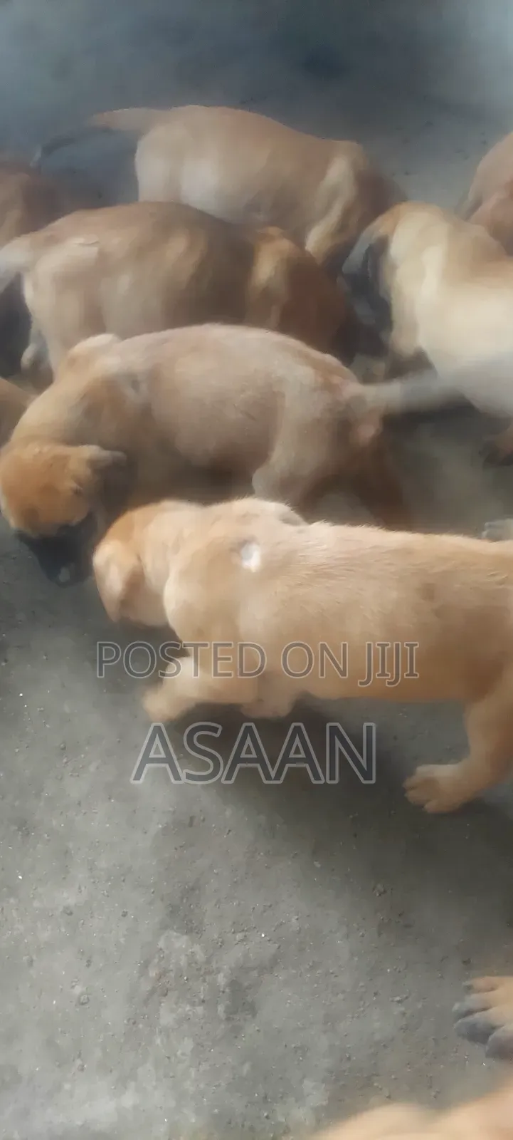 1-3 months Male Purebred Bullmastiff