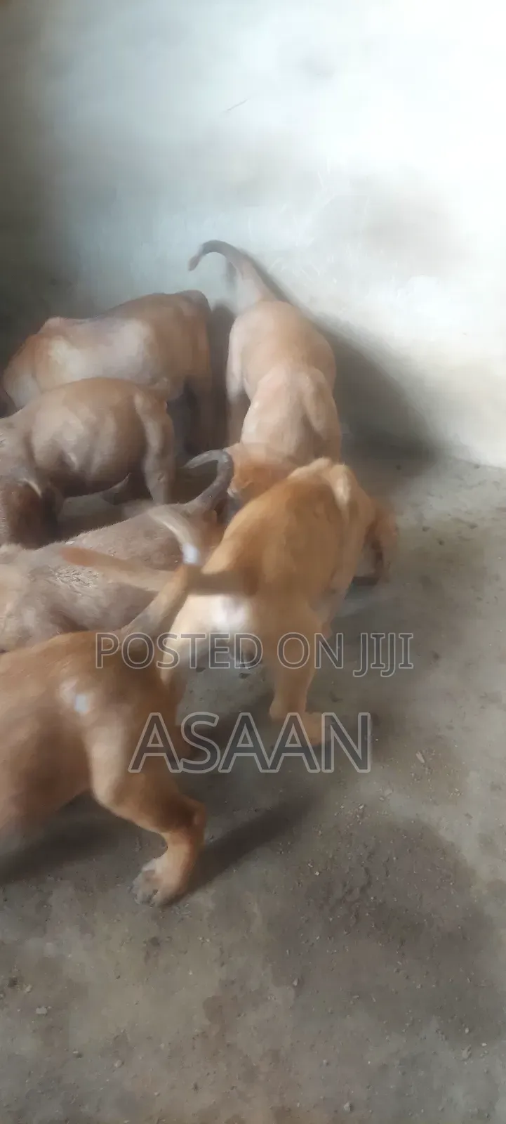1-3 months Male Purebred Bullmastiff
