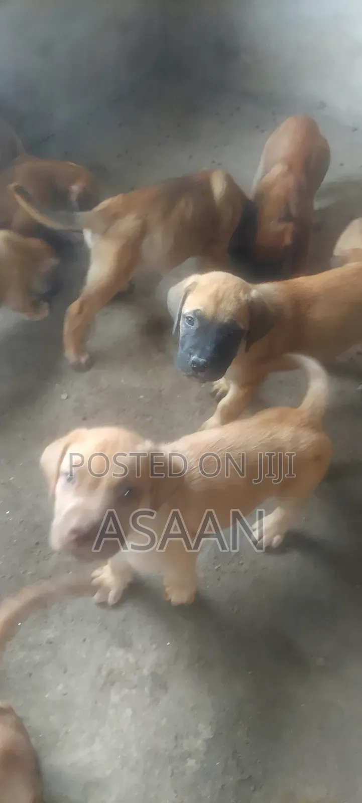 1-3 months Male Purebred Bullmastiff